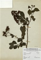 藏品(九芎)的圖片